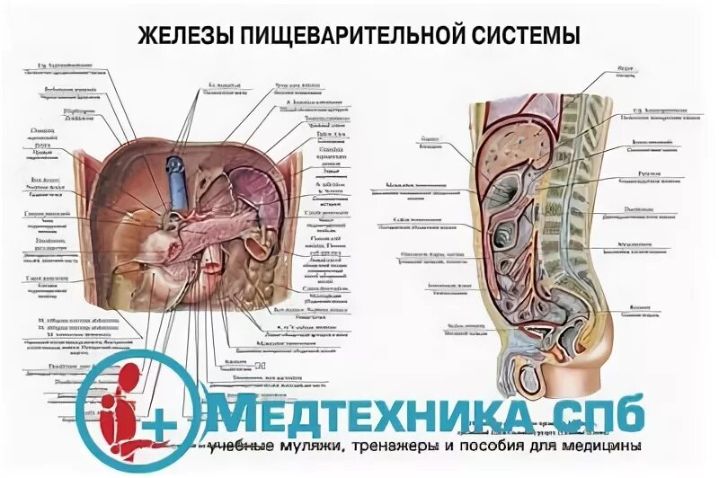 Обусловленный отсутствием железа латынь. Железы пищеварительной системы. Пищеварительные железы на латинском. Пищеварительная система латынь. Пищеварительные железы анатомия латынь.