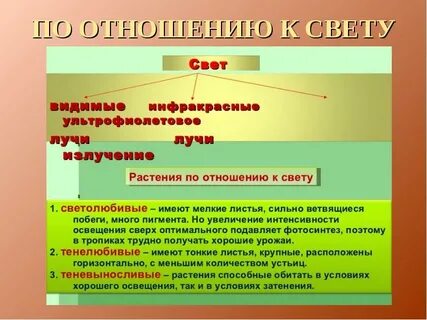 Виды растений по отношению к свету