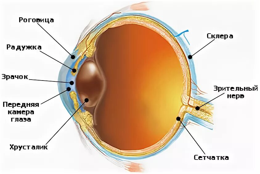 Строение структур глаза роговица. Строение глаза новорожденного. Строение глаза для детей. Глаз новорожденного анатомия. Роговица образована