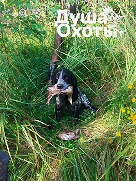 охотничья душа. гончий злайкин. душа охоты. охотничьи спаниели самцы. душа охоты.