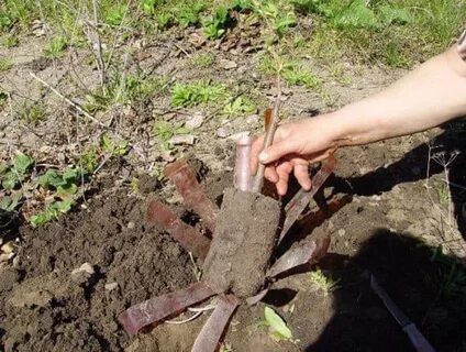 Саженец груши с закрытой корневой системой