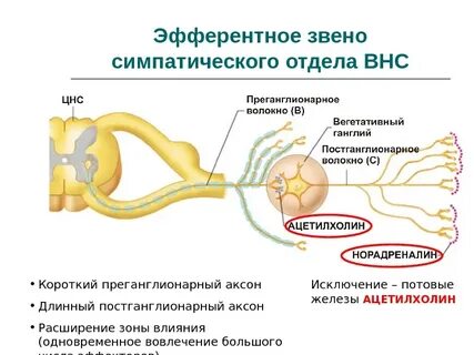 Преганглионарные симпатические нейроны
