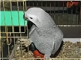 Отдам в добрые попугая