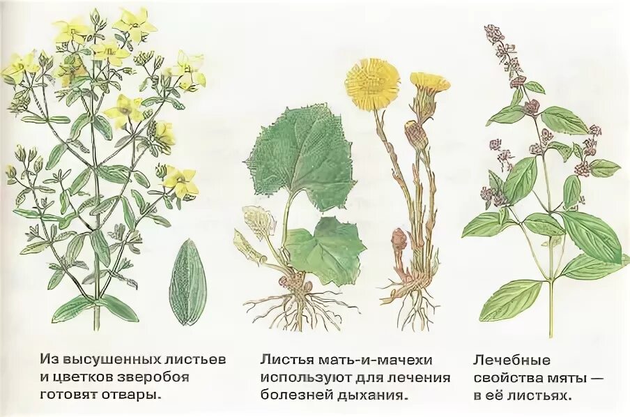 Сорняк сканворд 6. Лекарственные растения задания. Лекарственные растения задания для дошкольников. Задания про лекарственные травы. Трава у нашего дома.