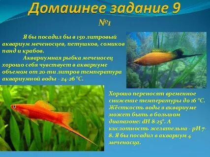 Аквариумные рыбки описание