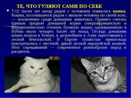 Где была одомашнена кошка