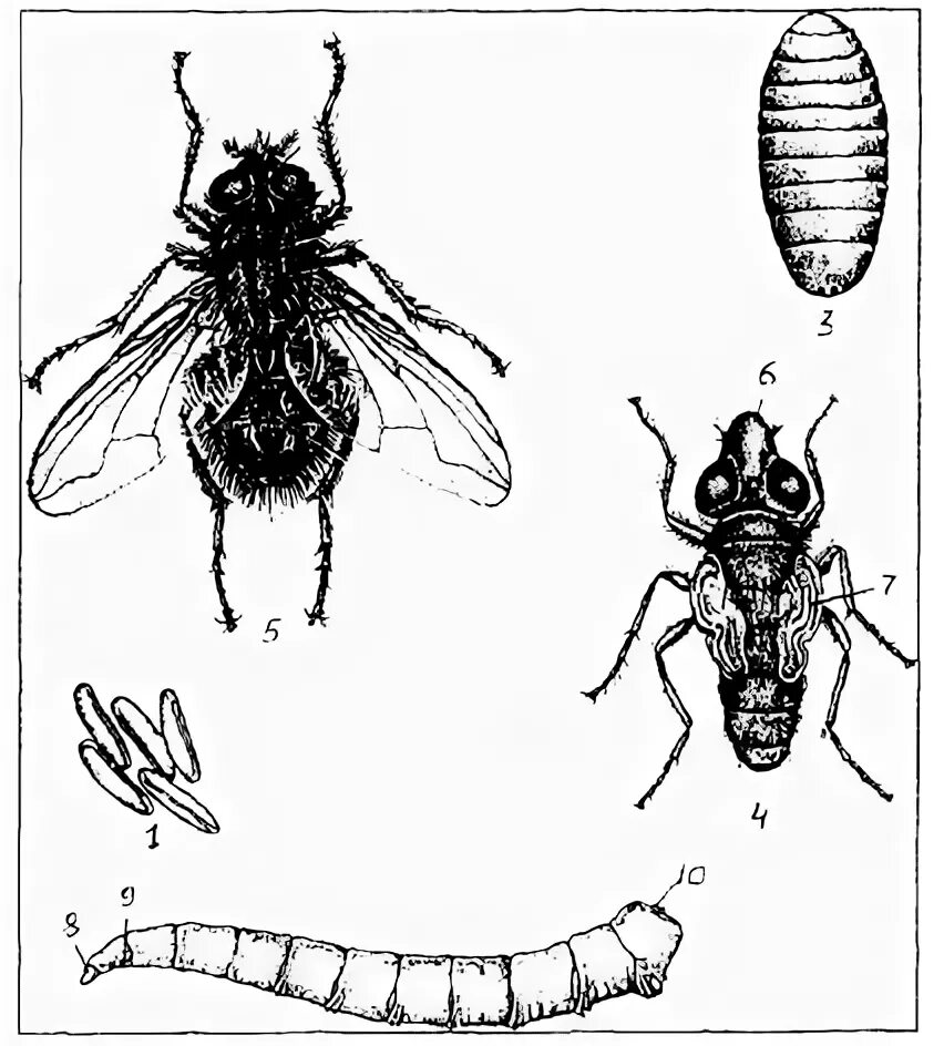 Личинки мух Имаго. Стадии развития личинок мух. Личинки и куколки синантропных мух. Мухи-Жигалки паразитология.