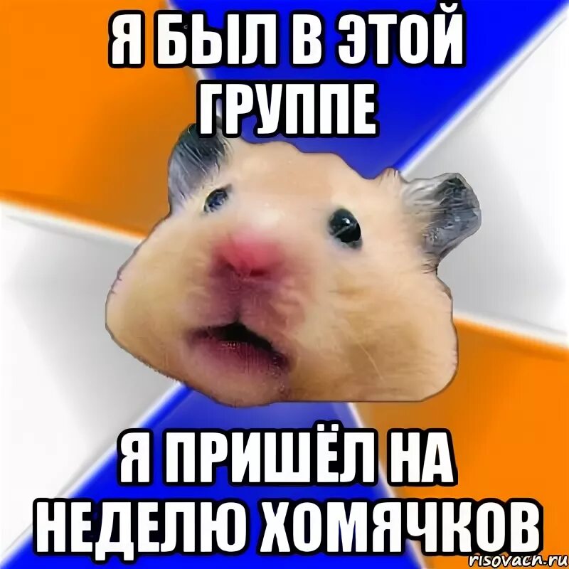Хомяк мем крипта. Мемы с хомяками. хомяк мем. хомячки мемы.