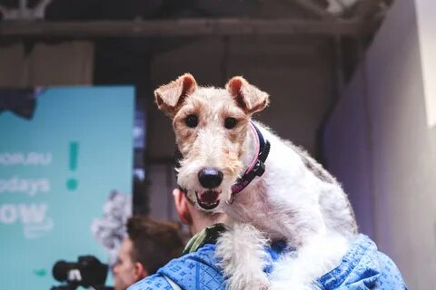 Pets shop days