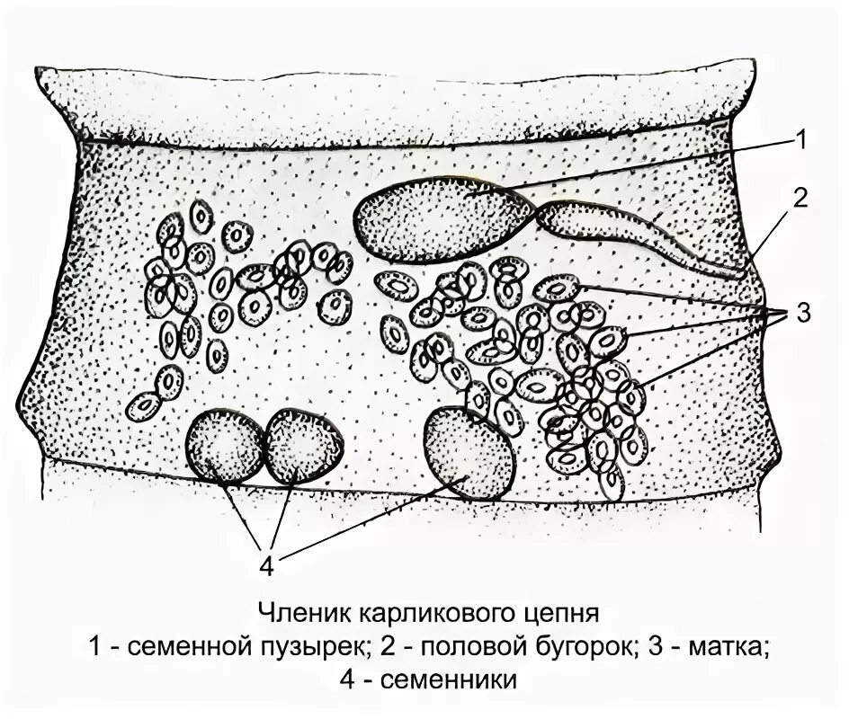 Строение членика карликового цепня. Строение гермафродитного членика карликового цепня. Гермафродитный членик карликового цепня.