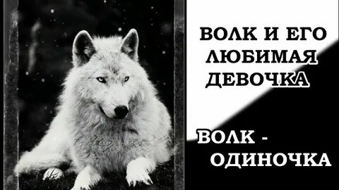 Пошлый волк
