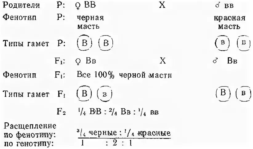 Запишем соотношение генотипов и фенотипов. Схема скрещивания морских свинок. Фенотип f2. Определим генотипы родителей типы гамет и запишем схему скрещивания. Схема перца фенотип дигибридное скрещивание.