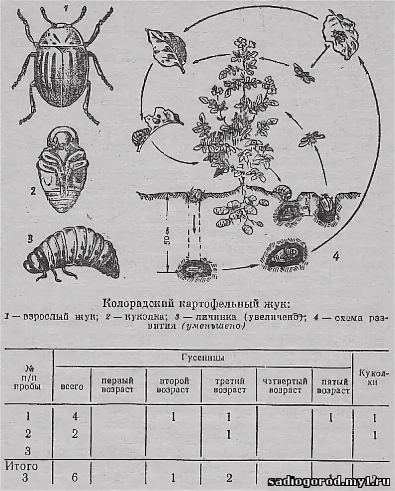 Для жука характерно развитие