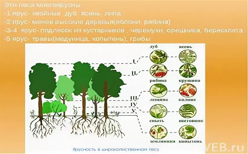 Сходства и различия надземных и подземных ярусов. Подземная ярусность в растительном сообществе. Широколиственные леса ярусы растений. Широколиственный лес ярусы. Ярус (геоботаника).