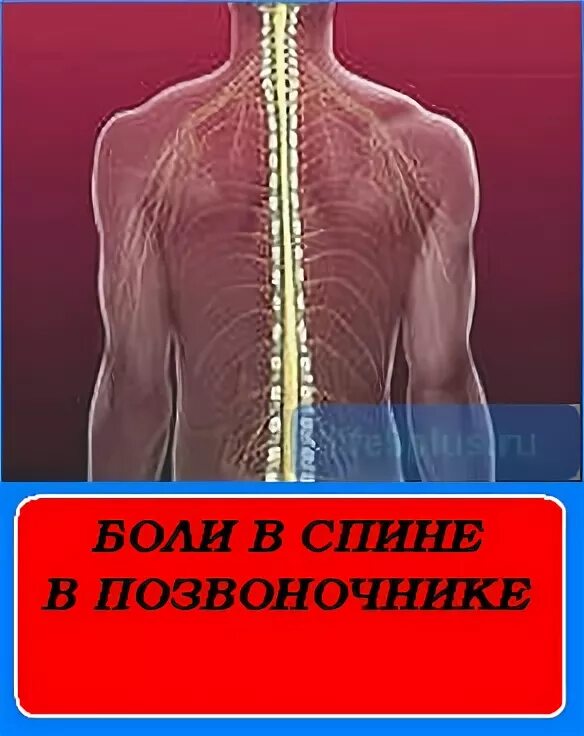 Схема боли в спине. Почему в позвоночник нельзя позвонить.