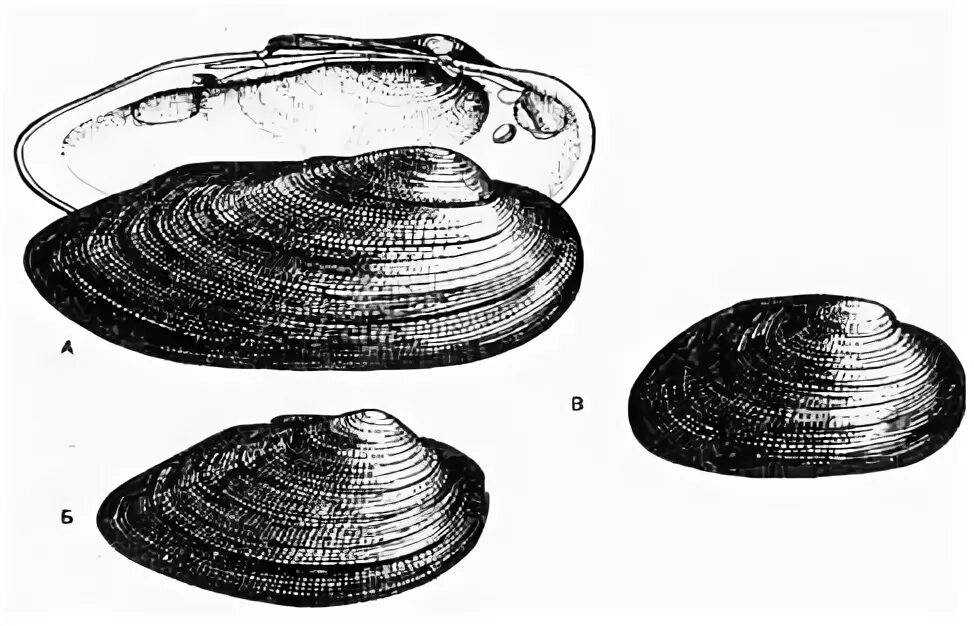 Какой тип развития характерен для перловицы обыкновенной. Перловица клиновидная. Раковина беззубка обыкновенная. Беззубка обыкновенная (Anodonta cygnea) жемчуг. Речная беззубка.