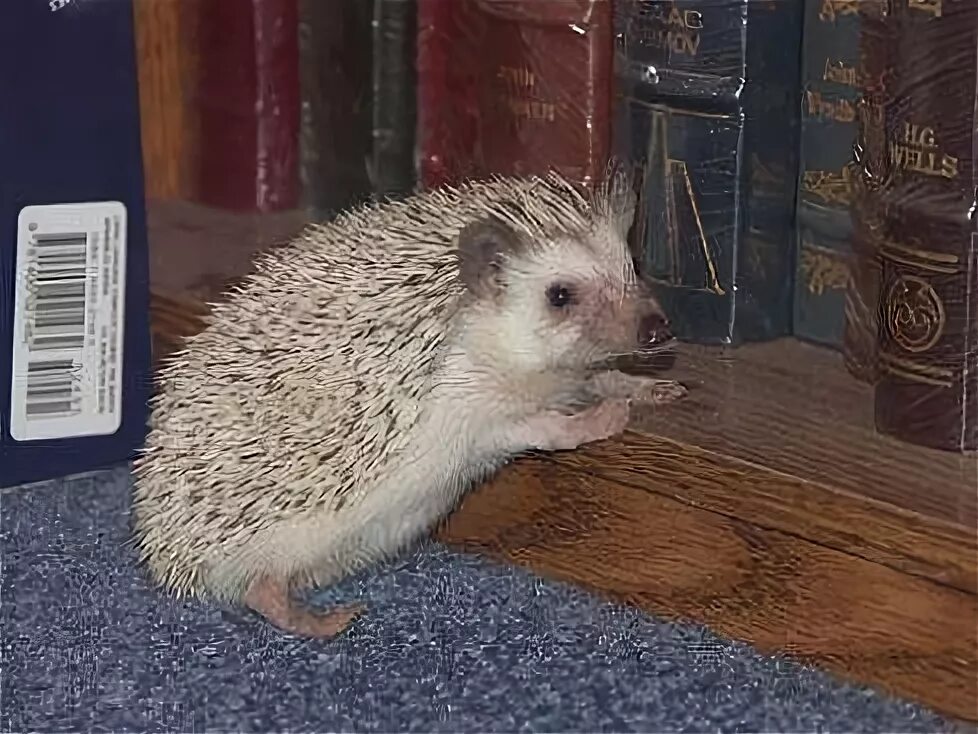 Думающий ежик