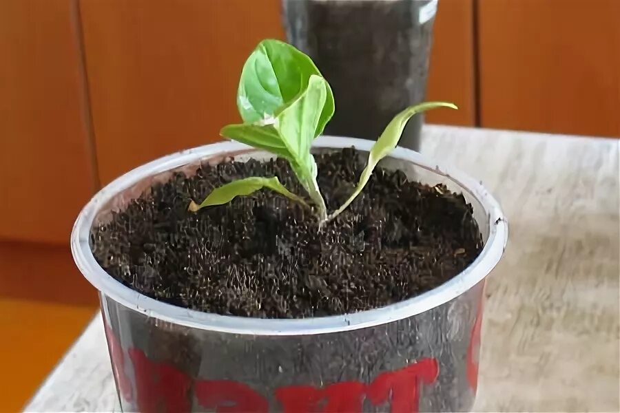 Белые кончики семядольных листьев. Пикировка баклажанов на рассаду. Семядольные листья петунии. Пикировка петунии. Пикировка перца.