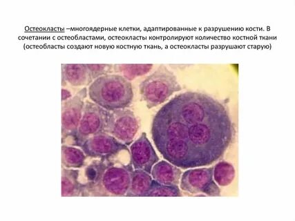 Ткань из многоядерных клеток