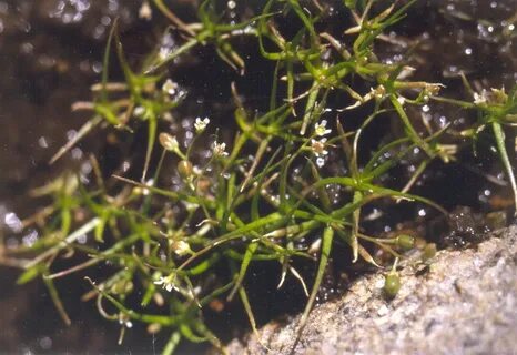 Rivers plants