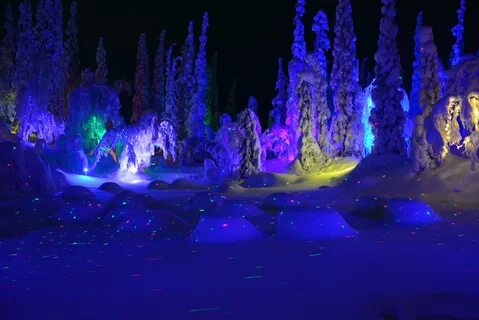 Кировск лес