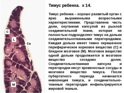 Тимуса экстракт