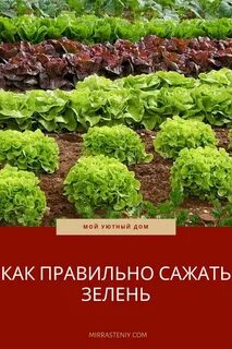 Как правильно сажать зелень