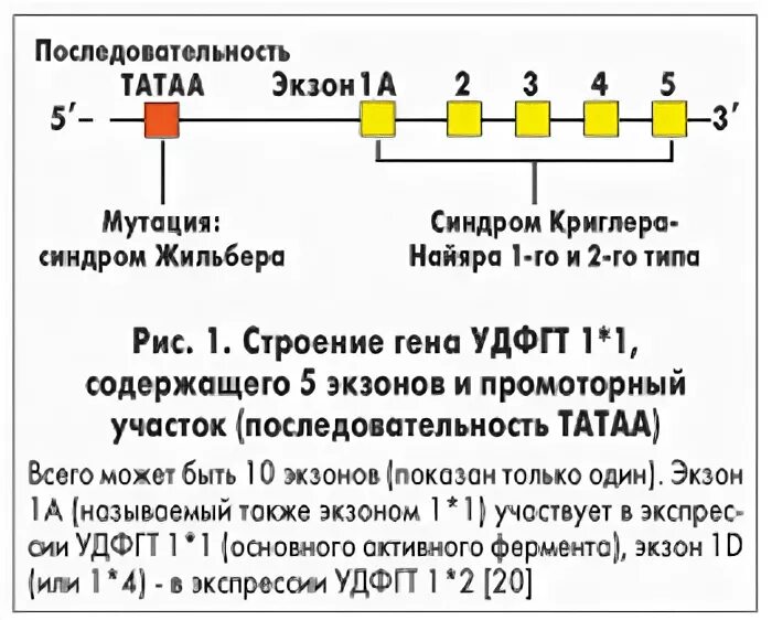 Тип наследования при синдроме Жильбера. Болезнь Жильбера мутация. Синдром Жильбера как передается. Болезнь Жильбера генетика. Генотипы жильбера