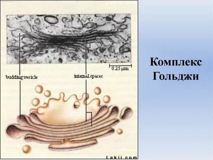 Комплекс гольджи образование