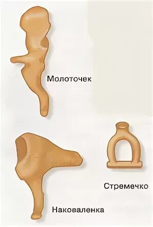 Самая маленькая кость у человека где находится. Молоточек наковальня стремечко. Стремечко кость. Молоточек наковальня и стремя. Ушные кости человека.