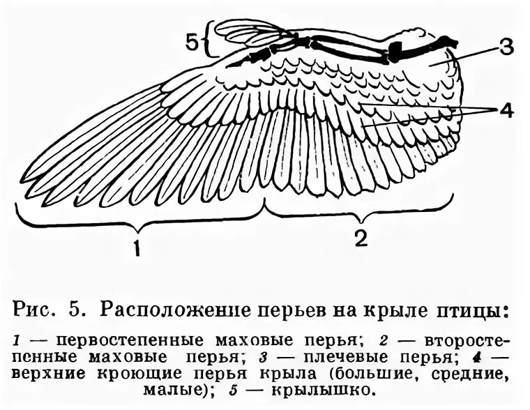 При низких температурах воздуха птицы распушают