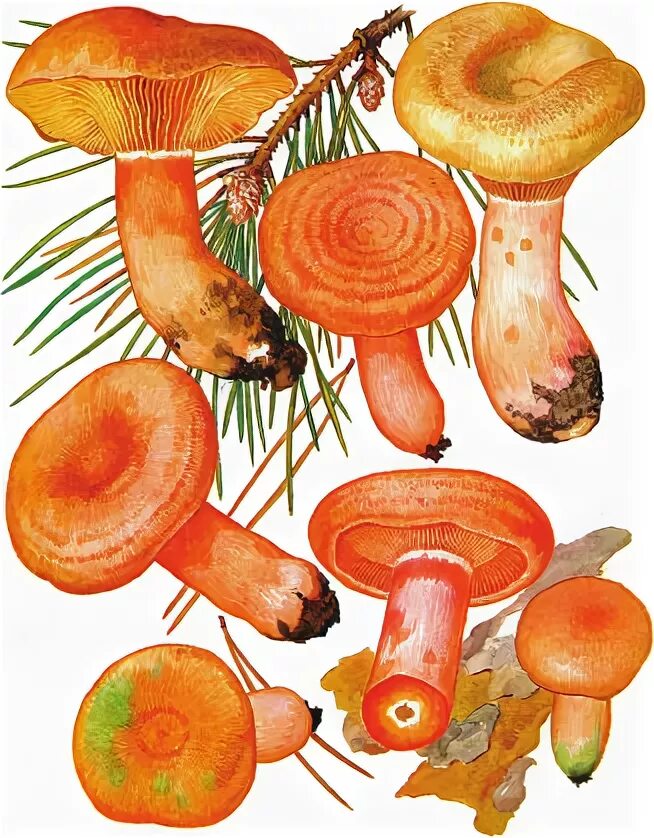 Гриб Рыжик для детей. Рыжик гриб рисунок. Нарисовать гриб Рыжик. Рисунок рыжиков.
