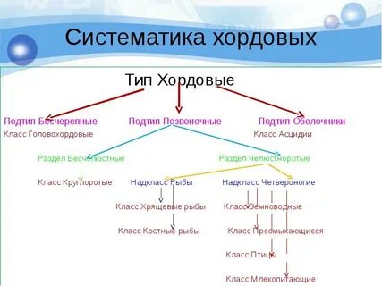 Систематические группы хордовые