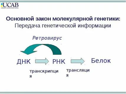 Передача наследственной информации начинается