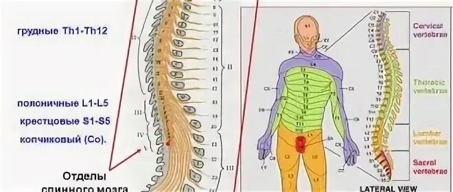 Позвоночник отдел l3 s1. Сегменты th1-th12 позвонка. Позвоночника th5-th12. L1 l2 позвонки. Диск позвоночника th12-l1.