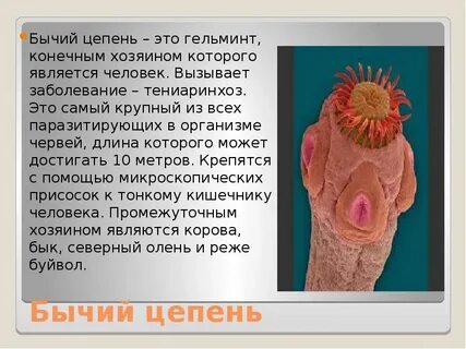 Сколько живут цепни