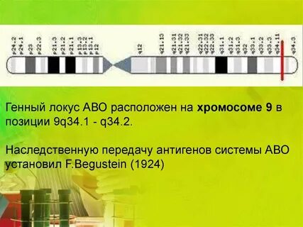Локус 1 2