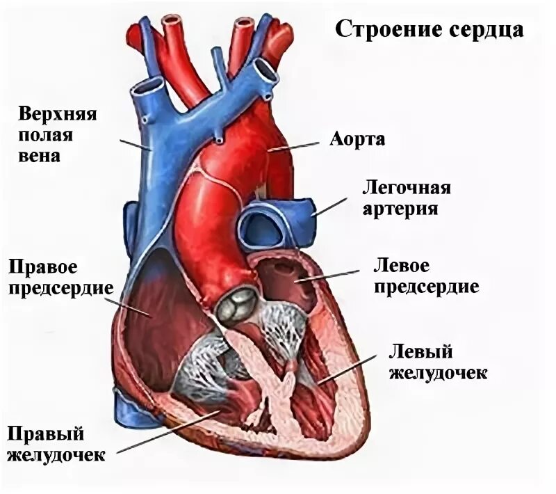 Правое предсердие аорта левый желудочек легкие левое. Строение левого желудочка сердца анатомия. Строение левого предсердия сердца. Строение сердца левый желудочек левое предсердие. Строение правого желудочка сердца.