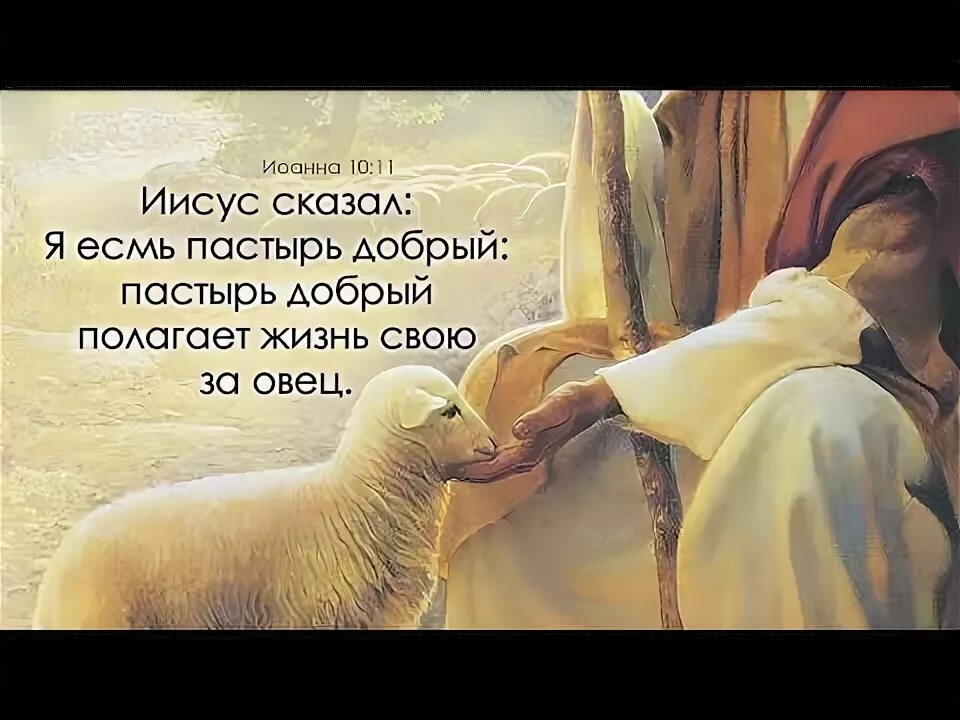 Пастырь не удержался перед. Я есмь Пастырь добрый. Пастырь доброй души своя. Я есмь Пастырь добрый; и знаю моих, и Мои знают меня.. Пастырь добрый полагает жизнь свою за овец.