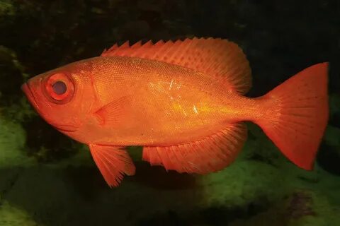 Red fish