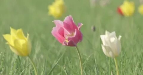 Алиса, орыс эротикасы