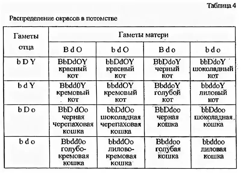 Генетика сфинксов таблица окрасов. Окрасы шотландских кошек таблица. Генетика окрасов кошек решетка Пеннета. Генетика окрасов котов таблица.