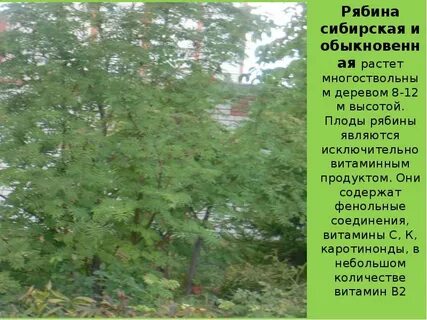 Описание плода рябины
