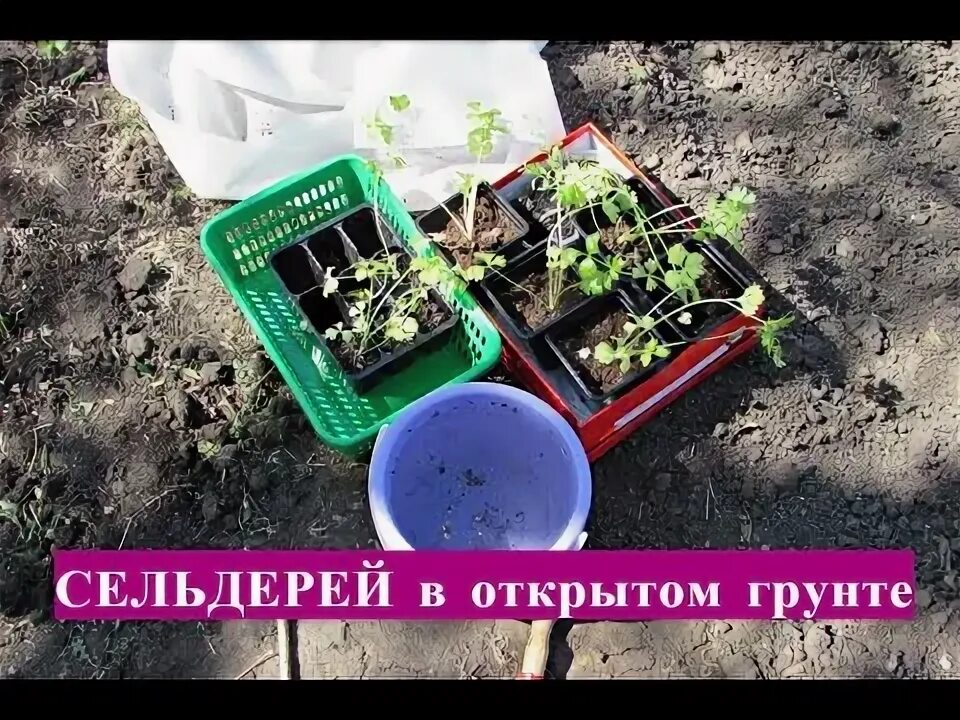 Высадка рассады черешкового сельдерея в грунт. Высадка сельдерея в грунт. посадка сельдерея в грунт видео. когда высаживать черешковый сельдерей в открытый грунт. схема посадки черешкового сельдерея в открытый грунт.