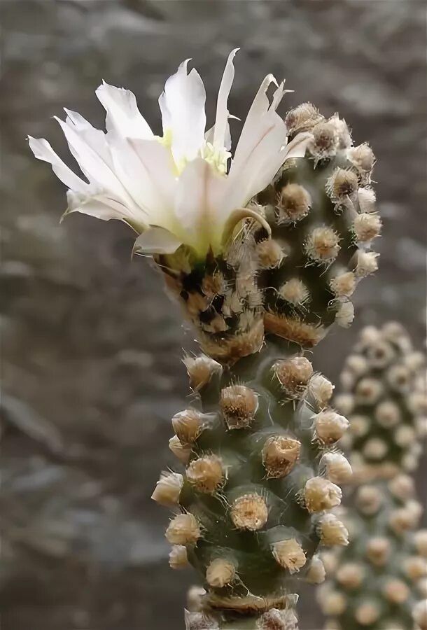 Тефрокактус молиненсис. Tephrocactus Molinensis. Тефрокактусы - молинензис. Тефрокактус бугорчатый. Панин плантс