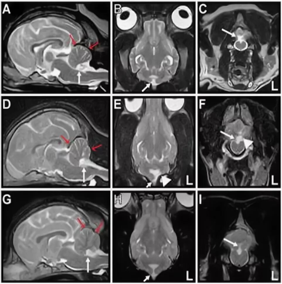 Опухоль мозга у собак. Мрт головного мозга собаки в норме. Компьютерная томография МОПСА. Компьютерная томография головы собаки.