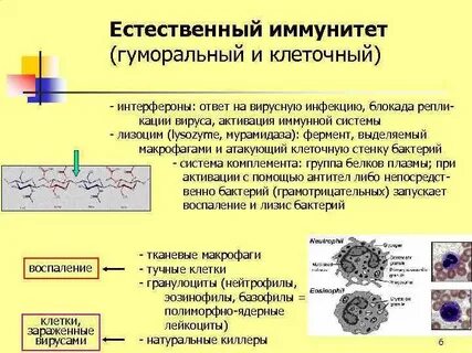 Клеточно опосредованный иммунный