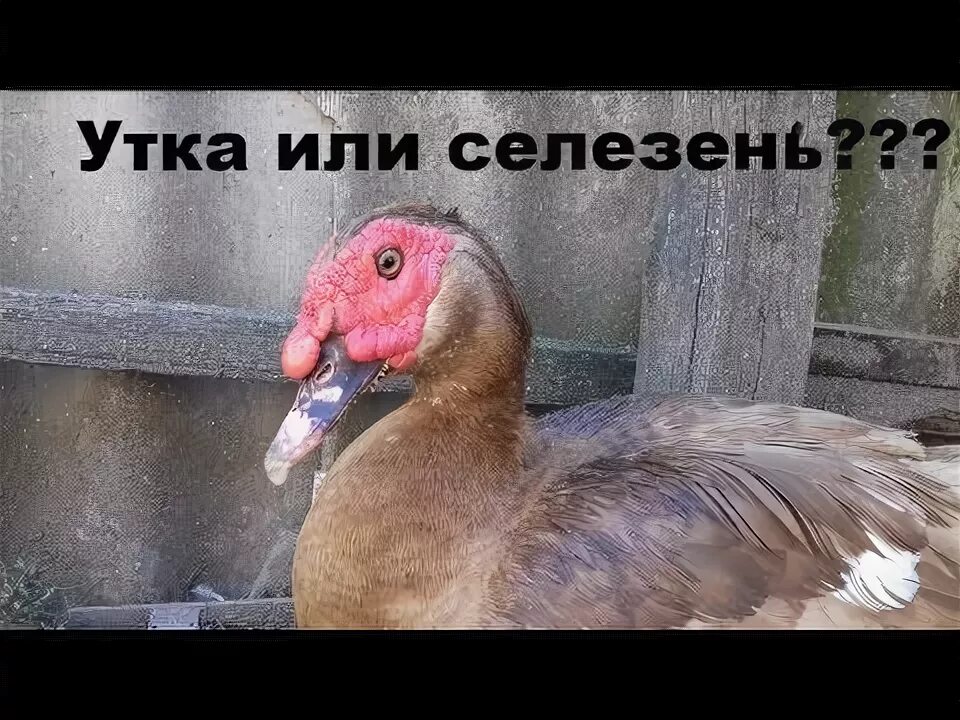 Как отличить утку