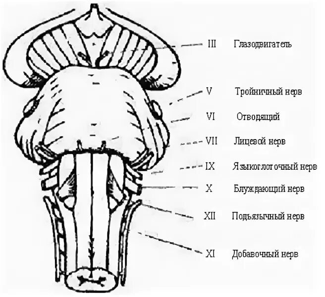 Каким номером на рисунке обозначен продолговатый мозг. Продолговатый мозг строение. Продолговатый мозг топография. Продолговатый мозг топография строение. Схема строения продолговатого мозга.