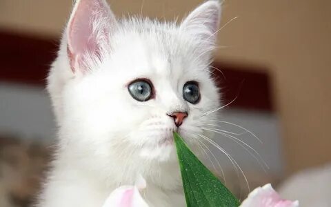 Давай какую нибудь красивую